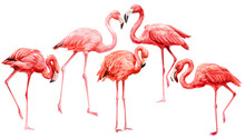 Set Of  Pink Flamingo On An Isolated White Background, Watercolor Illustration