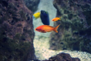 tropical mall orange fish in an aquarium