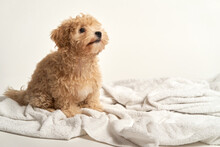 Puppy Playing On A Towel After Bathing On A White Background