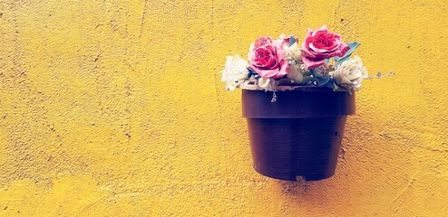 Wall Mural - Beautiful white and red rose in blooming brown flower pot or vase hanging or isolated on rough yellow wall background with left copy space in vintage tone 