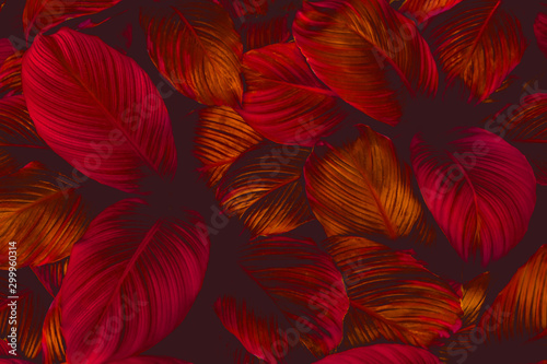 Papier Peint - leaves of Spathiphyllum cannifolium, abstract colorful texture, nature background, tropical leaf