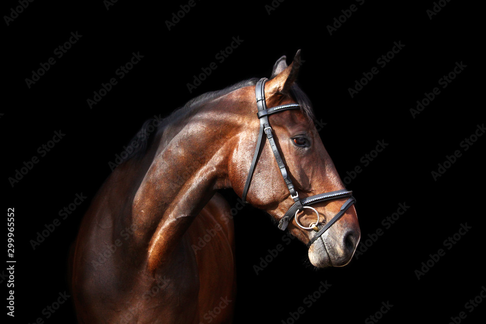 Brown horse portrait on black background - obrazy, fototapety, plakaty 