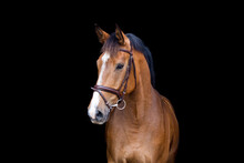 Brown Horse Portrait On Black Background