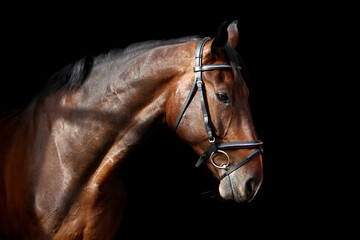 Brown horse portrait on black background