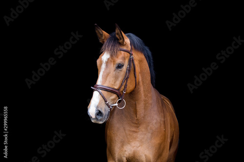 Cuadros en Lienzo Brown horse portrait on black background