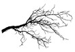 Chestnut tree branch silhouette, vector illustration.