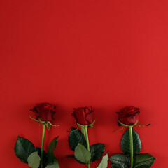 Fotomurales - Fresh reed roses and free space for your decoration. Flat photo , copy space. Top view. 