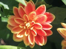 Orange Flower Close-up