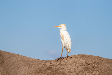 Wall Mural - Adult cattle egret hitches a ride on an elephant in Amboseli National Park