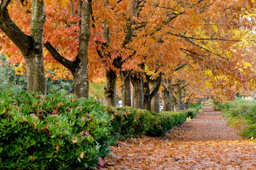 Wall Mural - Oak alley in fall season in Redmond suburb