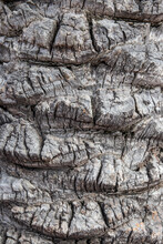 Bark Texture Background. Close-up Of A Light Gray Brown Palm Tree Bark In Spain With A Hilly Uneven Surface Whereby The Natural Sunlight Caused Different Shadows On Background. Very Interesting Patter