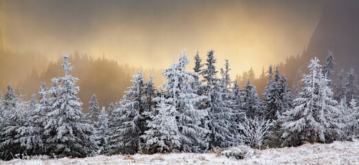 winter landscape with snowy fir trees in the mountains