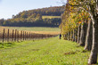 Grape picker goes to work in a vineyard in the Surrey Hills in Autumn 