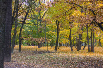 Wall Mural - Golden autumn in Russia. bright yellow and green foliage on trees in a forest