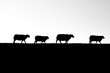 Schafe auf einen Deich - Gegenlicht - Schwarz/Weiß