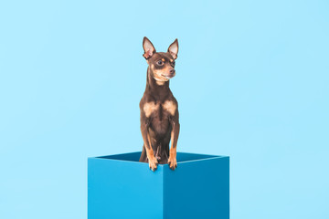 Cute toy terrier dog in box on color background