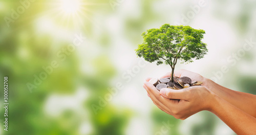 Cuadros en Lienzo tree growing on pile of money in hand and green nature background