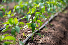 Close Up Of Organic Pepper Plants And Drip Irrigation System In A Greenhouse - Selective Focus