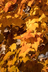 close up of beautiful orange maple leaves on the branch under he sun in the park