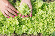 Women's hands with pink manicure gather fresh salad leaves