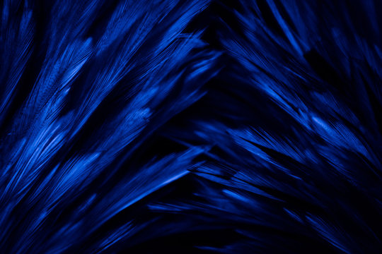 Beautiful abstract colorful pink and white feathers on dark background and soft white blue feather texture on white pattern, blue banners graphics