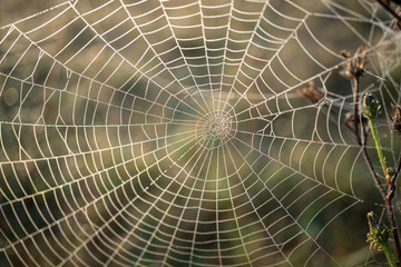close-up of a back lighted spider web with water drops