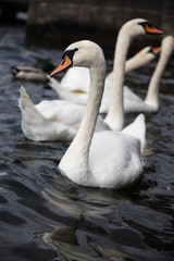 Wall Mural - swan on lake