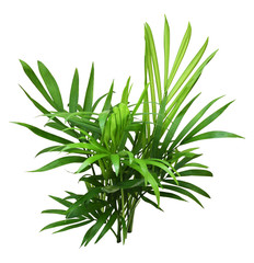 Wall Mural - Green leaves of chameadorea palm