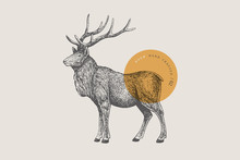Hand Drawing Of A Forest Deer On A Light Background. Deer-Izyubr In Vintage Engraving Style. Vector Retro Illustration.