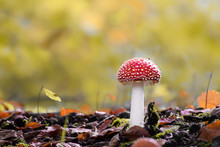 Mushroom Close-up With Nice Colourful Bokeh Background