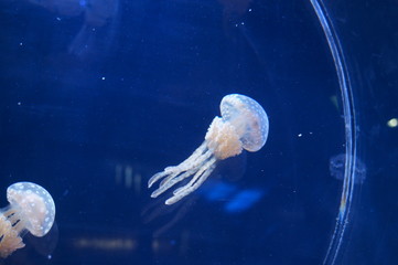 Poster - Jellyfish fantastically floating in the water