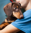 © Chepko Danil - dog puppy breed dachshund on hand of a boy, teenager and his pet
