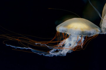 Poster - Jellyfish fantastically floating in the water