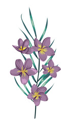 Wall Mural - Vector illustration of colored tropical flower with palm tree branch isolated on white background. Watercolor style purple plumeria. Exotic floral detailed drawing. Tropic design element.