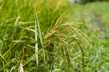 close up of yellow green rice field