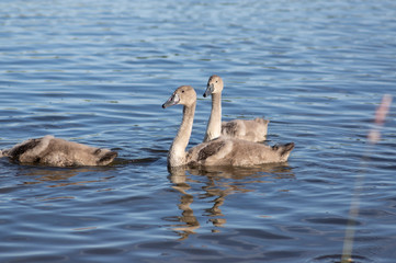 Group of swans on blue lake, largest waterfowl family, white adult, gray little swan animals