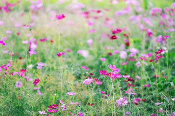 Wall Mural - Colorful cosmos flowers blooming in the garden