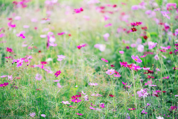Wall Mural - Colorful cosmos flowers blooming in the garden