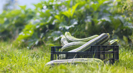 Wall Mural - Zucchini harvest - courgettes in a box, in the grass in the garden