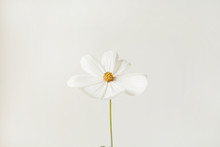 Minimal Styled Concept. White Daisy Chamomile Flower Against White Background. Copy Space. Creative Lifestyle Summer, Spring Concept.