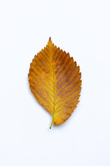 Wall Mural - Yellow-brown autumn leaf of elm tree on the white background