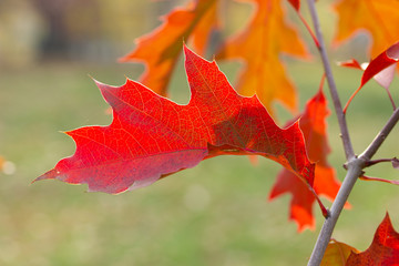 Wall Mural - Bright dark-red leaf of oak-tree swaying by wind on autumn sunny day