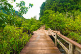 Fototapeta Pomosty - Wooden pathway around mangrove forest