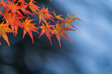 red japanese maple leaf closeup with blur water back ground