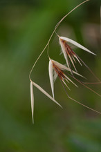 An Oat Plant Isolated With A Green Background