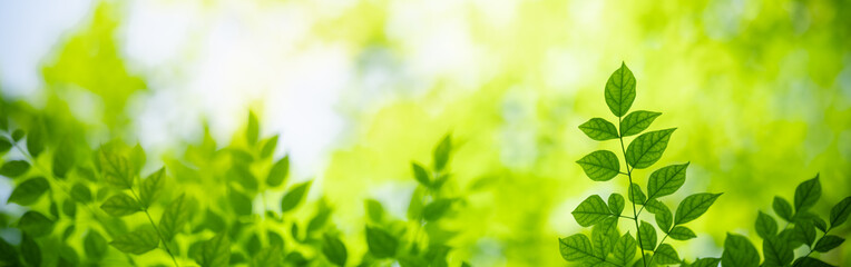 Nature of green leaf in garden at summer. Natural green leaves plants using as spring background cover page greenery environment ecology wallpaper