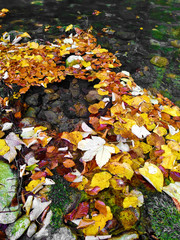 Poster - autumn leaves in beautiful fall park