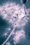 Fototapeta Dmuchawce - The blue dandelion