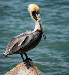 Florida Pelican