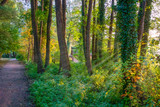 Fototapeta  - Ruhiger Wald im Herbstlicht, Farbenfroher Frühling